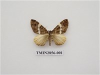 藏品(尺蛾580)的圖片